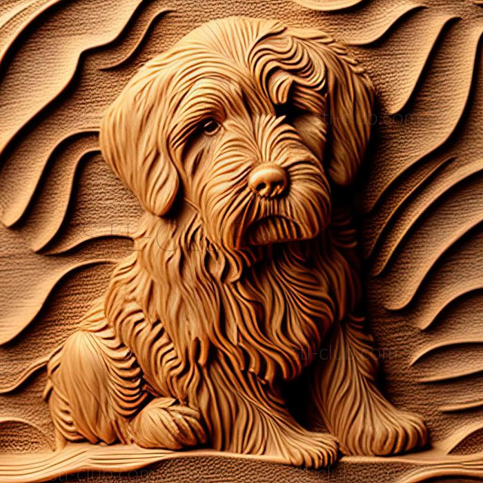 st Labradoodle dog